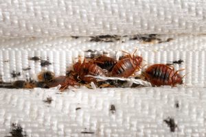 Bedsitter Bedbug Fumigation Service in Kenya for KES 5,999