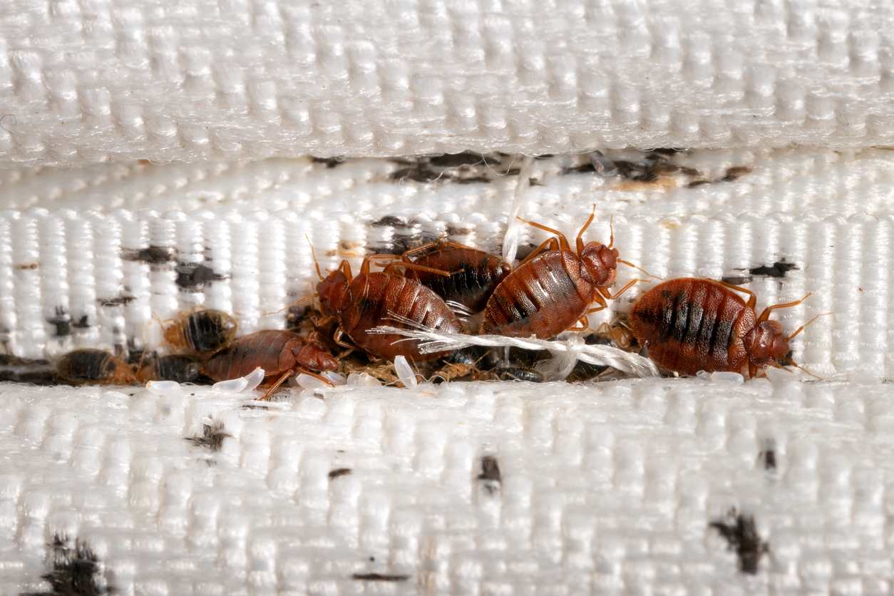 Bedsitter Bedbug Fumigation Service in Kenya for KES 5,999